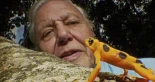 Los cien años de Sir David Attenborough, el hombre que puso voz a la naturaleza