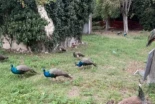 Una invasión de pavos reales desató caos y conflictos entre vecinos en un pueblo de Italia