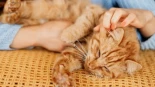Una protectora de animales ofrece casa gratis en Grecia por acariciar gatos dos horas al día