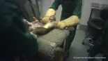 El 'caso Vivotecnia' llega a juicio cinco años después: la denunciante se infiltró en el laboratorio y grabó el maltrato a los animales