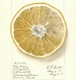 Acuarelas pomológicas hiperrealistas de Ellen Isham Schutt, 1910 [Eng]