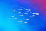 Avance del control de la natalidad masculino: los científicos encuentran la manera de desactivar la producción de esperma (IN)