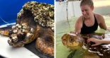 Una bióloga marina  dedicó 92 días a extraer percebes de una tortuga que sufría de dolor [Eng]
