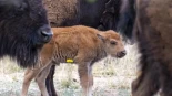 Tras 200 años de ausencia, nacen tres bisontes americanos en praderas de Sonora