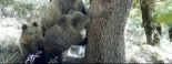 Un proyecto español estudiará la compatibilidad de osos y lobos con actividad rural en el Pirineo y mejorará su control sanitario