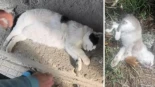 Denuncian a un hombre por intentar «exterminar» con veneno una colonia de gatos en Salvaterra: «Encontré 6 muertos y 9 están desaparecidos»