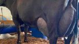 Eva Evros, la vaca con las ubres más grandes, produce 343 litros de leche en solo 3 días [ENG]