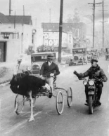 Vehículo tirado por un avestruz detenido por exceso de velocidad en 1930