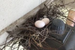 Por qué las palomas no saben construir nidos [ENG]