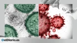 Hantavirus contra coronavirus: cinco razones claras por las que este brote no es equiparable a la pandemia