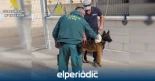 Encuentran a un perro con heridas graves en Torrevieja por un collar de púas incrustado en el cuello