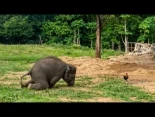 Bebé elefante no para de jugar persiguiendo a un gallo (al que puede que no le guste tanto ese juego)