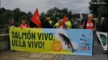 Ecologistas reclaman la suspensión de la pesca del salmón en el Ulla ante su declive del 80%