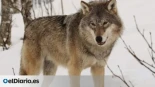 La decisión desesperada de un lobo para sobrevivir: nadó más de un kilómetro en agua helada con tal de no toparse con humanos