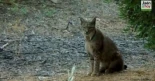 “Hace 20 años era imposible ver esto”: el vídeo de los cachorros de lince en Jaén