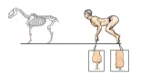 Ilustrador muestra cómo se verían los humanos si tuviéramos estructuras óseas de varios animales (14 fotos)