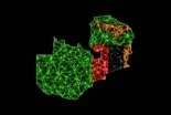 El hallazgo de una nueva frontera tectónica en Zambia sugiere el inicio de la fractura de África