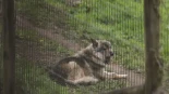 Fapas advierte que perros asilvestrados están sustituyendo al lobo en Asturias