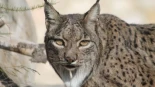 Nacen 31 cachorros de lince ibérico en los centros de El Acebuche y Zarza de Granadilla