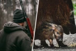 La Baja Sajonia aprueba poner trampas para cazar y disparar a gatos [ENG]