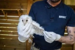 Reintroducen polluelos de lechuza común en zonas periurbanas de Valencia
