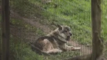 Fapas advierte que perros asilvestrados están sustituyendo al lobo en Asturias