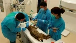 La gestión biomédica del lince ibérico impulsa su recuperación en Extremadura
