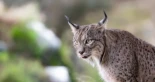 Por qué el regreso del lince ibérico puede ser la clave para recuperar los ecosistemas mediterráneos