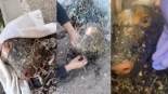 Encuentran a una perra bañada en alquitrán y abandonada en un pozo