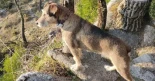 Tras la muerte de Miño, alertan de la presencia de veneno mortal para perros en el parque forestal de Beade (Vigo)
