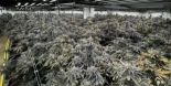 El error de una pareja que ha permitido descubrir una plantación de maría en un búnker de Torrelles de Foix