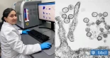 Investigadora chilena desarrolló vacuna para hantavirus en 2018, pero nadie la quiere financiar