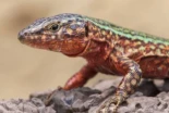 La lagartija de las Pitiusas amenzada de extinción por una serpiente invasora