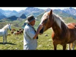 Vida de 120 caballos en libertad. Así cuida Alfredo a su manada en alta montaña