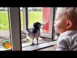 El cuervo Russell llama todos los días a la ventana para jugar con su amigo bebé