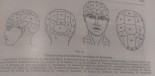 Zonas de la cabeza y su influencia en el carácter, según la frenología