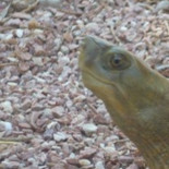 ¿Que animal es esta vaina?