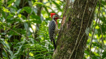 Hulopicus celeris