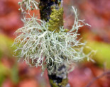 Cómo saber si el aire es de mala calidad: Ramalina farinacea