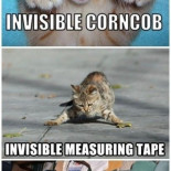 Gatos, sus armas invisibles