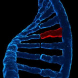 Holanda someterá a unas 15.000 personas a análisis de ADN para identificar a un asesino