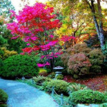 El mito de que los perros ven en blanco y negro