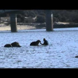 Abandonan a su perro tirándolo al embalse de Valmayor