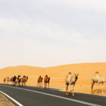Científicos chinos cultivan arroz en el desierto de Dubai con agua de mar. [ENG]