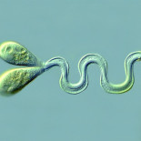 Viaje al interior de una gota de agua