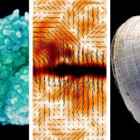 Descubren mutación asiática (y africana) que protege contra la malaria [ENG]