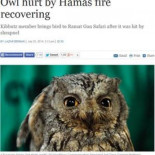 Sí, un periódico israelí publica una noticia sobre una lechuza herida por Hamas en Gaza [ENG]