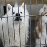 Se están abandonando 400 mascotas al día en España