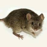 De ratones y hombres