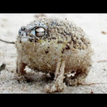 El grito de guerra de una rana breviceps macrops (fragmento BBC One) (ENG)